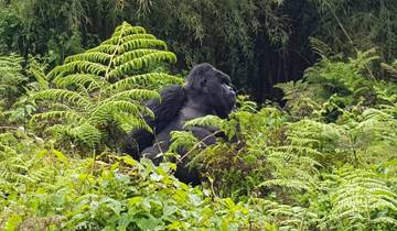 13-daagse Rwanda Expeditie met Chimpansees & Gorillatrekking