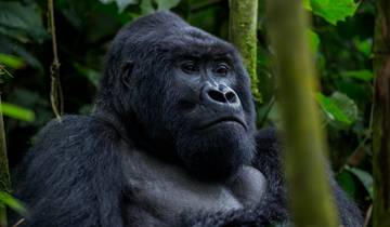 5-Day Gorilla tracking, glorious wildlife and lake Bunyonyi Tour