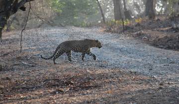 Indiens Wildlife mit Goldenem Dreieck Rundreise