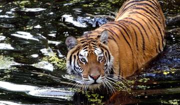 Golden Triangle Tour with Jim Corbett National Park Tour