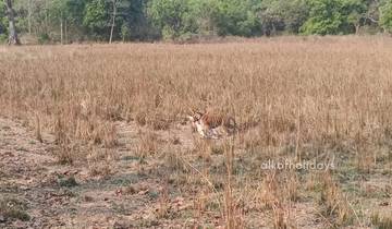 Golden Triangle Tour with Jim Corbett National Park