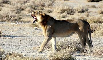 Etosha NP & Swakopmund Safari 4 Days/ 3 Nights