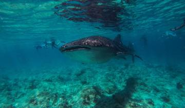 3N  Maldives Marine Life Ocean Break Tour