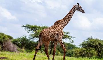 Safari familial de 3 jours dans le Masai Mara circuit