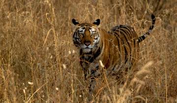 Taj, Tiger, Fort et Mansion