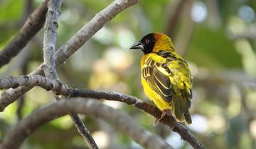 Safari de 3 días y 2 noches por la fauna de las cataratas Murchison