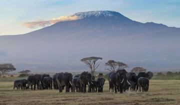 6 jours/5 nuits d\'aventure dans le Masai Mara, le lac Nakuru, Amboseli - Confort circuit