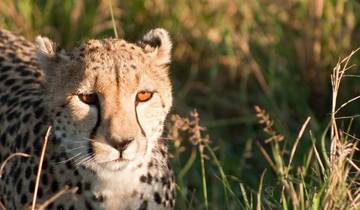 Aventura en Maasai Mara - Lago Nakuru ( Confort plus) 4 Días /3 Noches
