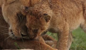 4Jours/3Nuits Serengeti, Ngorongoro et; Lac Manyara - Confort circuit