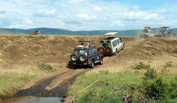 4Jours/3Nuits Serengeti, Ngorongoro ,L Manyara - Comfort Plus circuit