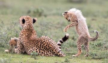 4-daagse Lodge Safari Tanzania Geheimen-rondreis