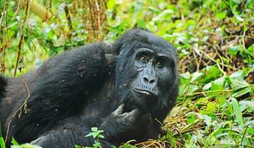 3 Days Rwanda Gorilla Trekking Safari. Tour