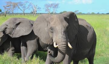 Ganztagestour zum Lake Manyara National Park