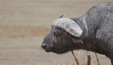 Ngorongoro Krater Tagesausflug