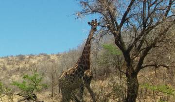 Pilanesberg Big 5 Reserve and Sun City