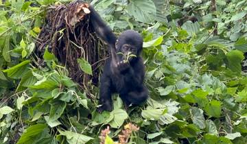 11 Tage Schimpansen Trekking, Gorilla Tracking & Wildlife Safari