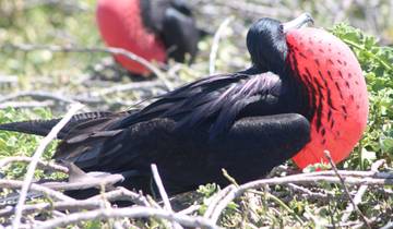 North Seymour Dagtocht Galapagos – Snorkelen&Wandeltocht-rondreis