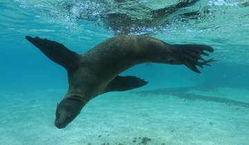 Circuito Circuito de un día de esnórquel en Santa Fe Galápagos más Playa Escondida - Incluye Almuerzo