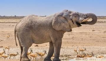 3 Days Etosha National Park | Private Guided Camping Tour