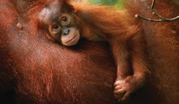 Indonesia Expedition: Orangutans of Kalimantan Tour