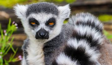 7 Day Madagascar Itinerary, incl. Antananarivo and Andasibe