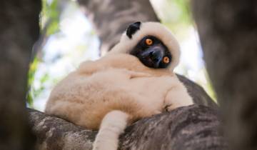 7 Day Madagascar Itinerary, incl. Antananarivo and Andasibe