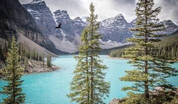 Athabasca - Lacs Moraine, Louise et Peyto circuit