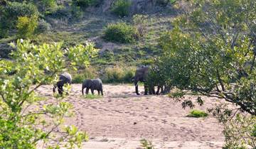 3-Day Kruger NP Elephant Point Safari Mid-Range Tour Tour