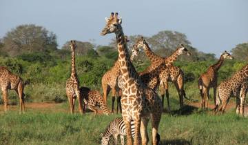 5 Days Tanzania Budget Safari Tour