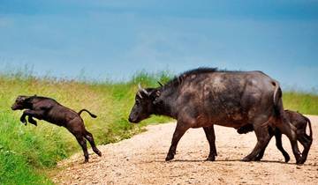 Manyara, Serengeti & Ngorongoro Luxus Abenteuerreise - 4 Tage Rundreise