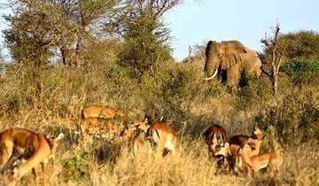 5 Days Mid Range Safari To Serengeti & Ngorongoro Crater Tour