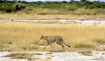 4 jours de safari en groupe en Tanzanie avec Serengeti circuit