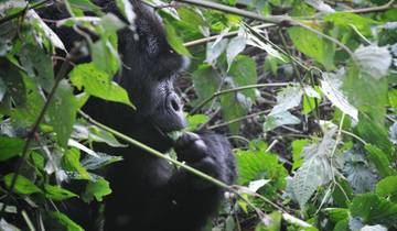 6 Days Uganda Gorillas, Chimps, Big 5 & Big Cats Tour