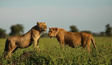 Safari in Serengeti und Ngorongoro - 3 Tage