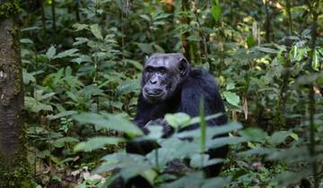 10 Days Gorilla, Chimpanzee and Murchison Falls Safari