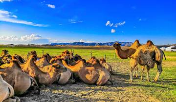 7 Days in Mongolia, incl. Ulaanbaatar and Gobi Desert