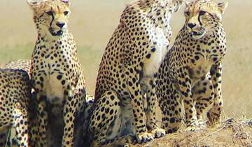 7-daagse Tanzania Klassieke Safari-rondreis