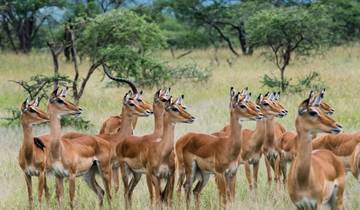 Circuito Safari de 12 días en lodge de lujo por lo mejor de Kenia y Tanzania