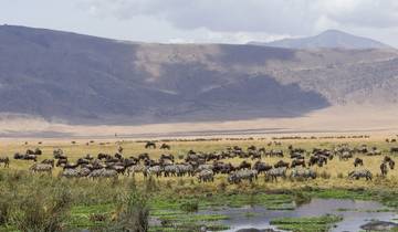 Safari de 2 jours en Tanzanie : Lac Manyara et cratère du Ngorongoro au départ d\'Arusha - Confort circuit