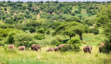 Tansania Northern Circuit Safari - Mittelklasse - 6 Tage Rundreise