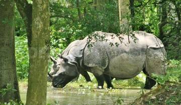 10-Day Tour of Exotic Northeast India: Mawsmai Caves, Living Roots Bridges and Kaziranga National Park Tour