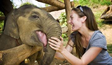 Les éléphants du Sri Lanka - 15 jours