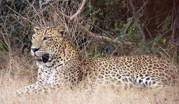 Leopards and Endemic Birds of Sri Lanka - Free Upgrade to Private Tour Available