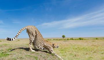 Serengeti, Ngorongoro, Tarangire und Lake Manyara luxuriöse Gruppensafari - 5 Tage