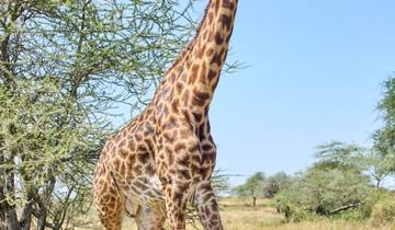 6 jours de safari en groupe dans les parcs nationaux du Serengeti, du Ngorongoro, du Tarangire et du lac Manyara circuit
