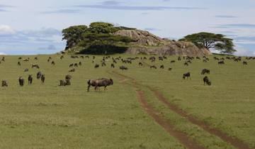 Safari de 6 jours dans les parcs nationaux du Serengeti, du Ngorongoro, du Tarangire et du lac Manyara circuit