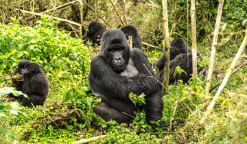 Uganda - Gorilla Conservation Adventure