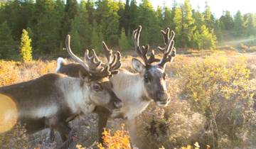 Reitreise durch die mystische Taiga Rundreise