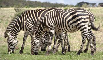 Circuito 2 días - Safari por el Parque Nacional de Mikumi Salida desde Zanzíbar, Dar-es-salaam