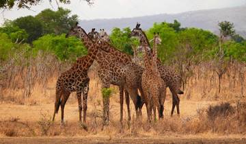 2 days - Mikumi National Park Safari Depart From Zanzibar/Dar-es-salaam Tour